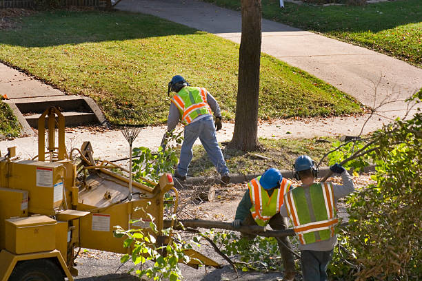 The Steps Involved in Our Tree Care Process in Williston, SC